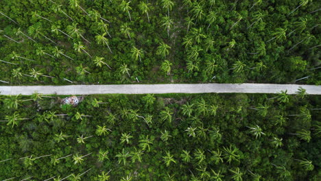 Road-leading-through-tropical-paradise-jungle,-aerial-top-down-view