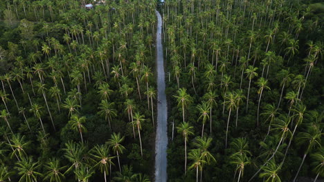 Single-Road-Surrounded-by-Tropical-Palm-Tree-Forest,-Aerial