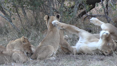 A-lioness-rolls-on-the-ground-and-plays-tenderly-with-her-cubs-in-the-savannah