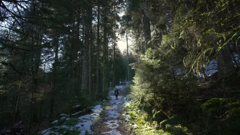 Young-woman-following-a-snow-covered-path-through-giant-pine-trees-in-Vosges-mountains-in-the-winter