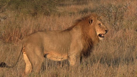 Male-lion-smelling-something-in-grass-and-then-looking-at-horizon