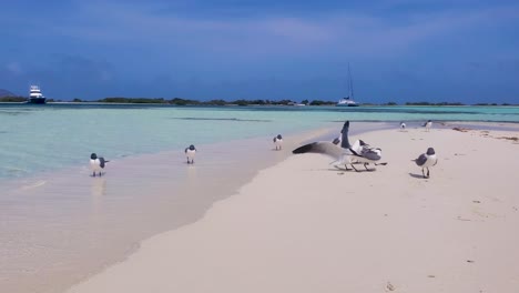 Seagulls-birds-fights-on-white-sand-Beach,-wildlife-Birds-on-blue-caribbean-sea