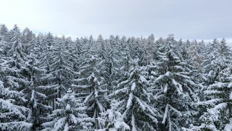 Aerial-view-of-a-winter-wonderland-in-the-forest