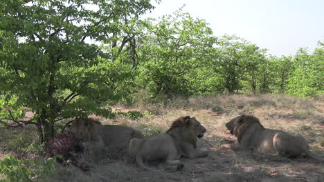 Close-up-of-male-lions-near-prey,-one-eating