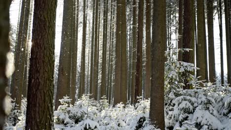 País-De-Las-Maravillas-Invernal-En-El-Bosque-Con-Copos-De-Nieve-Cayendo