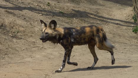 Slow-motion-shot-of-walking-African-wild-dog-on-wildlife-terrain-during-sunny-day