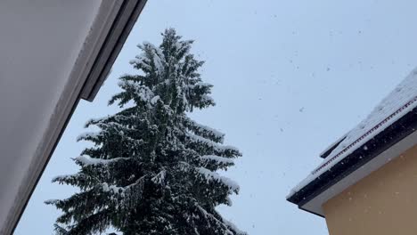 Snowy-day-with-tall-pine-tree-outside-of-home,-seeing-snow-outside-of-window