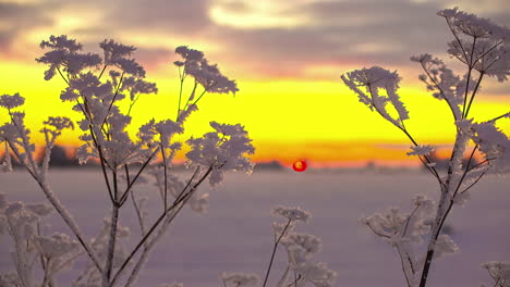 Close-up-snow-covered-frozen-flowers-time-lapse-at-sunset-with-moving-clouds