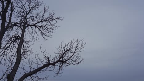 Silhouette-Of-A-Deciduous-Tree-During-Winter