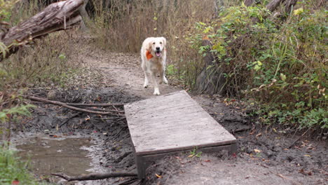 Golden-retriever-dog-runs-across-small-wooden-bridge-on-hiking-trail-in-slow-motion