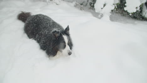 Hochwinkelaufnahme-Eines-Hundes-Im-Schnee,-Pfoten-Nicht-Sichtbar
