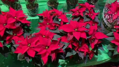 Red-poinsettias-on-the-counter-of-a-florist