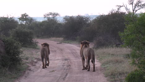 As-two-male-lions-walk-along-a-dirt-road,-a-safari-vehicle-stops