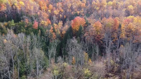 Aerial-Shot-Of-Vibrant-Fall-Colours-In-Scenic-Forest-Landscape