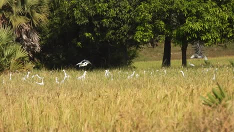 Heron-landing-on-rice-grass-
