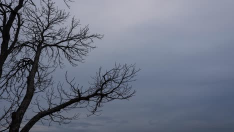 Clouds-Moving-Past-A-Tree-During-Winter,-Time-Lapse