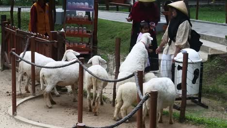 Cabras-Y-Ovejas-En-Corrales-Abiertos-Rodeados-De-Visitantes-Brindan-Educación-A-Los-Niños