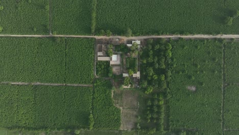 Mirpurkhas-Sindh-mango-farm,-aerial-farmland-view,-Pakistan