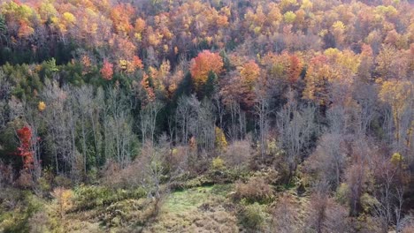 Aerial-Flyover-Of-A-Forest-During-Fall-Colours-Season-In-Caledon