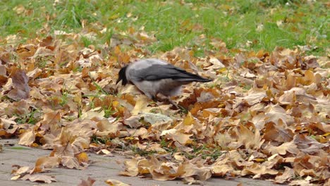 Eine-Krähe-Sucht-Unter-Den-Herbstblättern-Nach-Nahrung