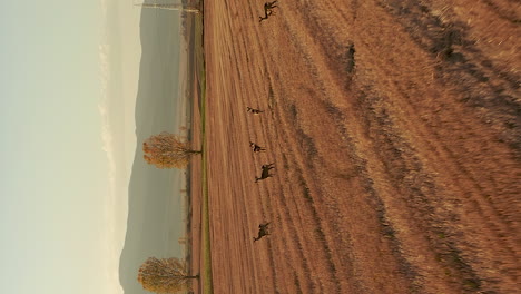 Vertikale-Ansicht-Von-Hirschen,-Die-Bei-Sonnenaufgang-Auf-Den-Feldern-Umherstreifen