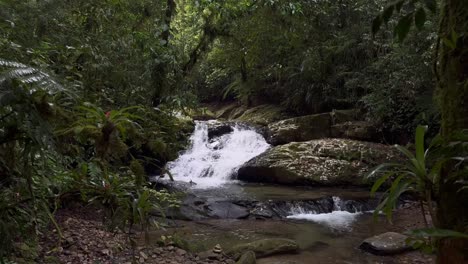 Jungle-covered-in-vegetation,-water-cascades-down-shallow-stream