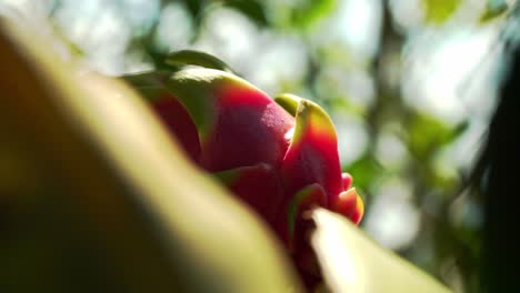 Slow-panning-close-up-shot-of-white-dragon-fruit-out-of-focus-background-sunlight-shining-through