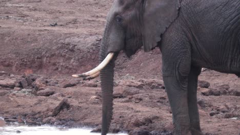 Afrikanischer-Buschelefant-Trinkt-Wasser-Durch-Seinen-Rüssel-Auf-Einem-Teich
