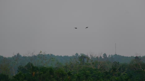 Pair-Of-Eagles-Chasing-Each-Other-Over-Gloomy-Sky-In-Amazon-Rainforest