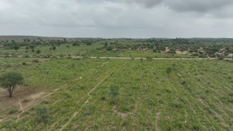 Aerial-drone-panning-shot-along-large-millet-field-in-Tharparkar,-Pakistan-on-a-rainy-day-along-rural-countryside