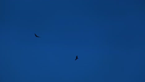 Two-silhouetted-black-birds-soaring-in-at-blue-sky-in-tranquil-dusk