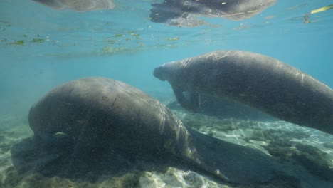 Two-manatees-resting-under-water-surface-shallow-debris