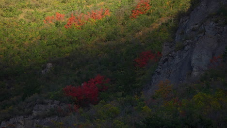 A-View-of-Colorful-Autumn-Leaves,-With-Vivid-Red-Ones-Adding-a-Touch-of-Seasonal-Brightness---Timelapse