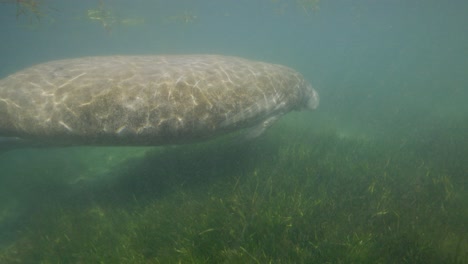 Scarred-manatee-swimming-along-shallow-grass-bed