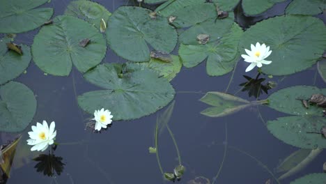 Shaluk-flower-water-lily-bloomed-in-the-water-of-the-black-river