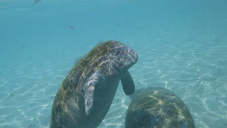 Baby-manatee-calf-in-shallow-water-floating