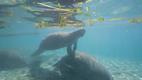 Baby-calf-manatee-diving-underwater-and-resting