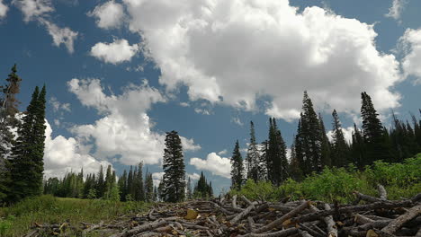 A-Stack-of-Logs-Amidst-the-Coniferous-Forest---Timelapse