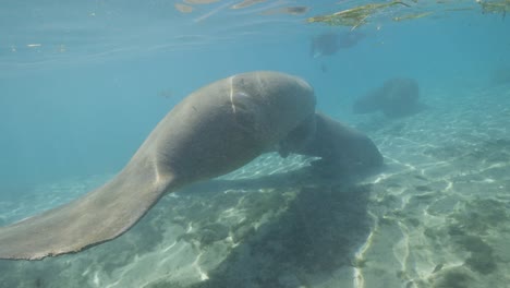 Manatees-swimming-in-shallow-water-baby-calf