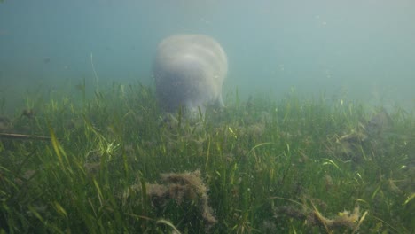 Florida-manatee-feeding-on-green-seaweed-underwater