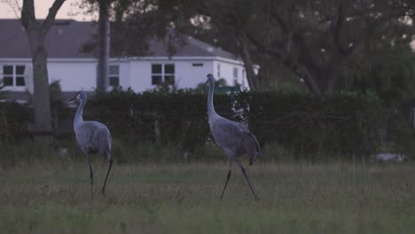 Sandhill-cranes-walking-in-backyard-grass-field-at-dusk