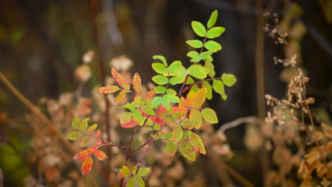 Grüne-Bis-Rote-Blätter-Der-Strauchpflanze-Im-Herbst
