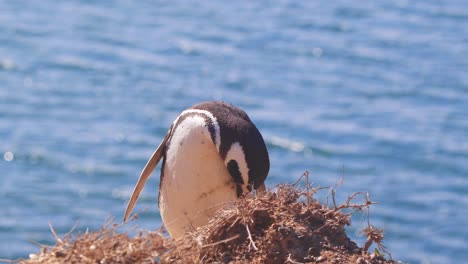 Magellan-Pinguin-Steht-Am-Rand-Und-Putzt-Sich-Vor-Dem-Hintergrund-Des-Tiefblauen-Meeres