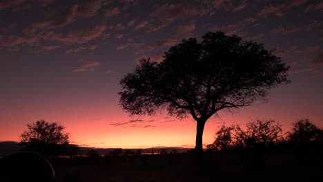 Horizonte-Sudafricano-Momentos-Después-Del-Atardecer-Con-Una-Silueta-De-Un-árbol-Y-Un-Cielo-Naranja-Rosado