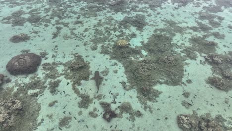 Nach-Dem-Schwimmen-Eines-Schwarzspitzenhais-In-Der-Lagune-Von-Moorea,-Französisch-Polynesien