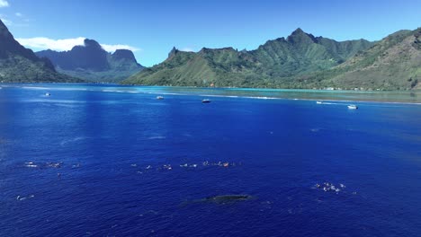 Insel-Moorea-Mit-Schnorchlern,-Die-Mit-Buckelwalen-In-Französisch-Polynesien-Schwimmen