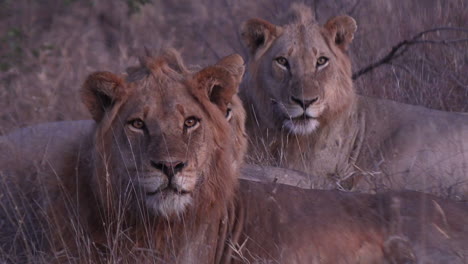 Frontal-view-of-two-lions-in-the-savanna-grass-looking-straight-at-us