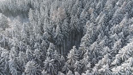 Wie-Eine-Szene-Aus-Einer-Feiertags-Weihnachtskarte,-Ein-Wald-Aus-Weiß-Bedeckten-Bäumen