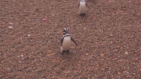 Un-Grupo-De-Pingüinos-De-Magallanes-Caminando-En-Fila-Se-Acercan-A-La-Cámara.