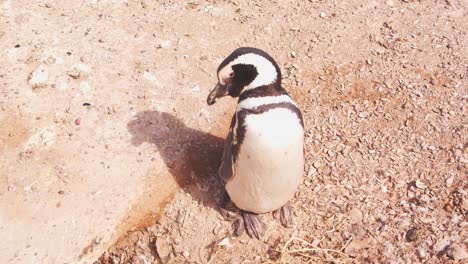 Beobachten-Sie-Mittags-Einen-Sich-Putzenden-Pinguin,-Während-Sein-Schatten-Auf-Den-Boden-Fällt,-Während-Sich-Die-Kamera-Um-Ihn-Herum-Bewegt